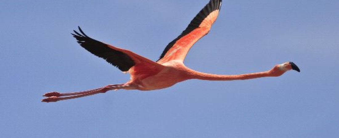 flamenco-zoológico-kansas-1