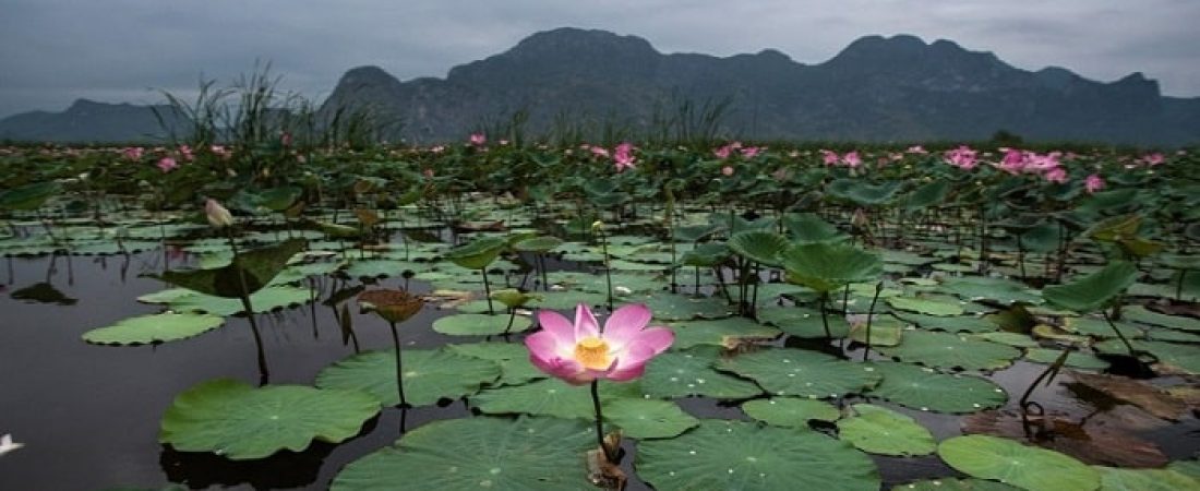 flor de loto significado