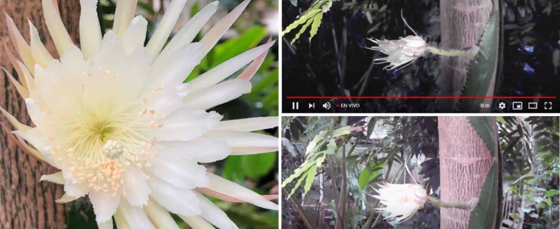 [VIDEO] Una 'flor de luna' floreció por primera vez en Inglaterra y el evento fue seguido por personas alrededor del mundo por Youtube