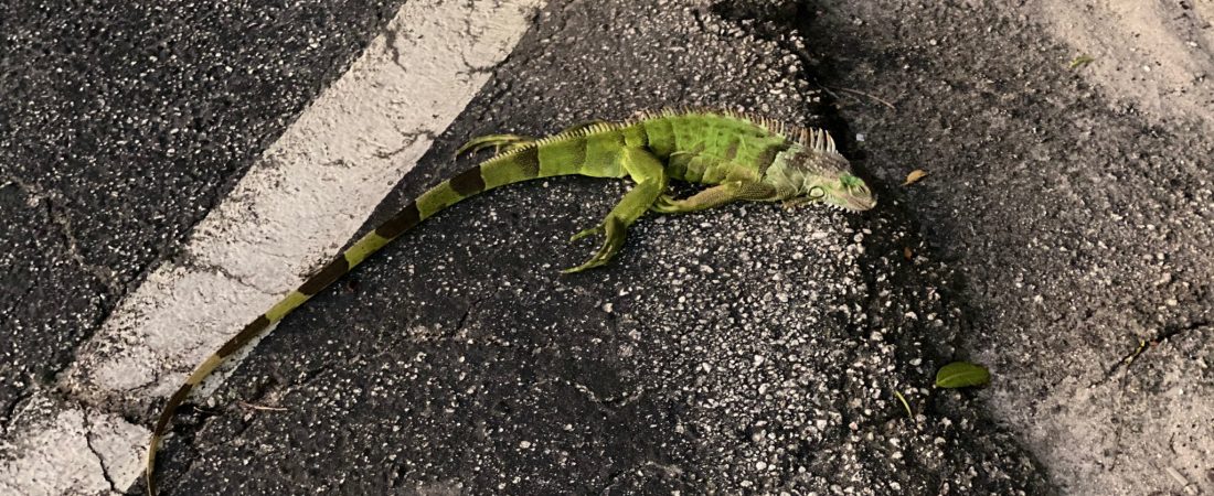 florida-lluvia-de-iguanas-1