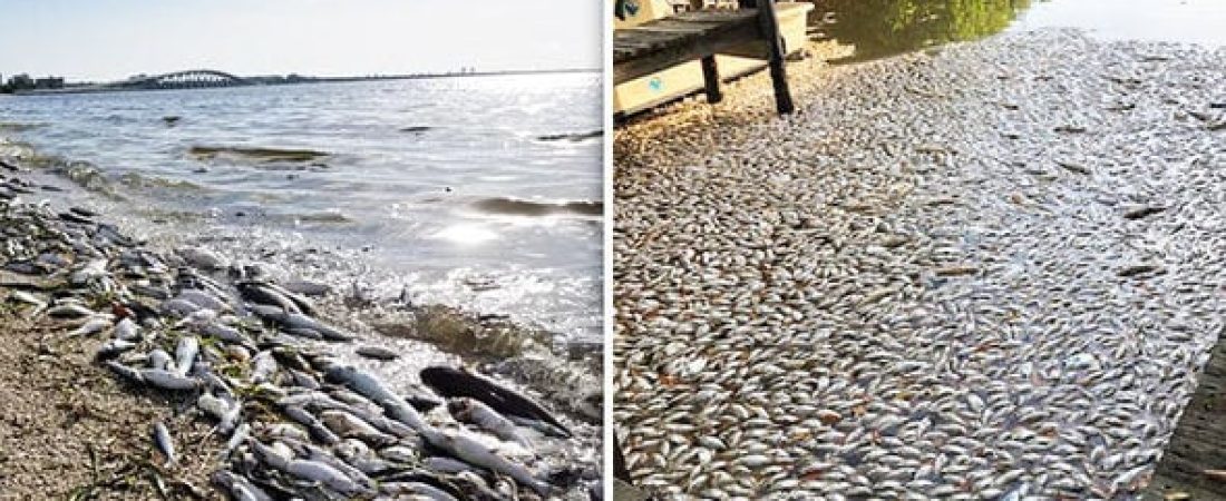 florida-red-tide-toxic-algae-dead-fish-florida-coast-998147