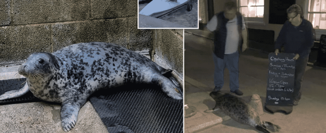 Spearmint the Seal