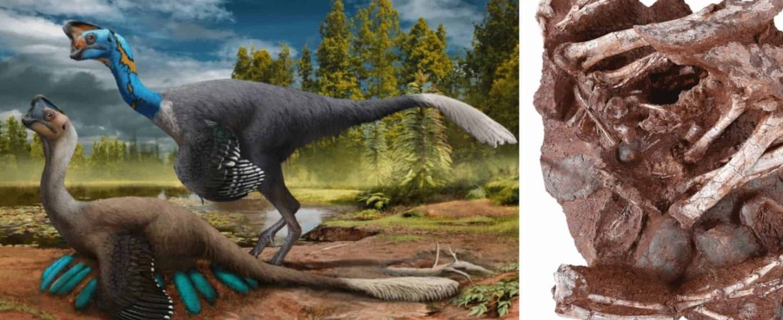 Científicos descubrieron el primer dinosaurio que se ha preservado sentado sobre su nido con embriones fosilizados