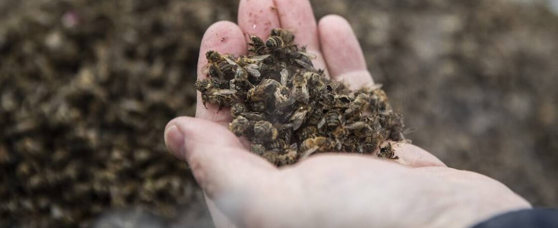 BONN, GERMANY - APRIL 26: Protester shows a dead bees that died by pesticides during a protest prior shareholders meeting of German chemicals and pharmaceuticals conglomerate Bayer AG on April 26, 2019 in Bonn, Germany. The general meeting is expected to be contentious, with shareholders likely to grill company leadership over Bayer's acquisition last year of U.S. agrochemicals giant Monsanto. Bayer is facing a string of potentially costly lawsuits over Monsanto's Roundup weedkiller, which has been linked to cancer cases (Photo by Maja Hitij/Getty Images)