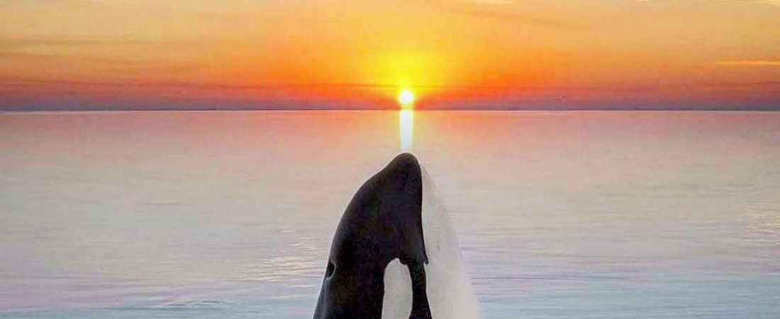 fotografa-orcas-atardecer