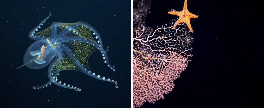 Científicos lograron fotografiar un "pulpo de cristal" en las profundadas del Océano Pacífico