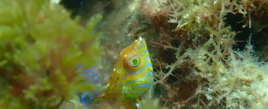 fotografos-logran-captar-un-pez-rarisimo-que-no-habia-sido-visto-2009-1