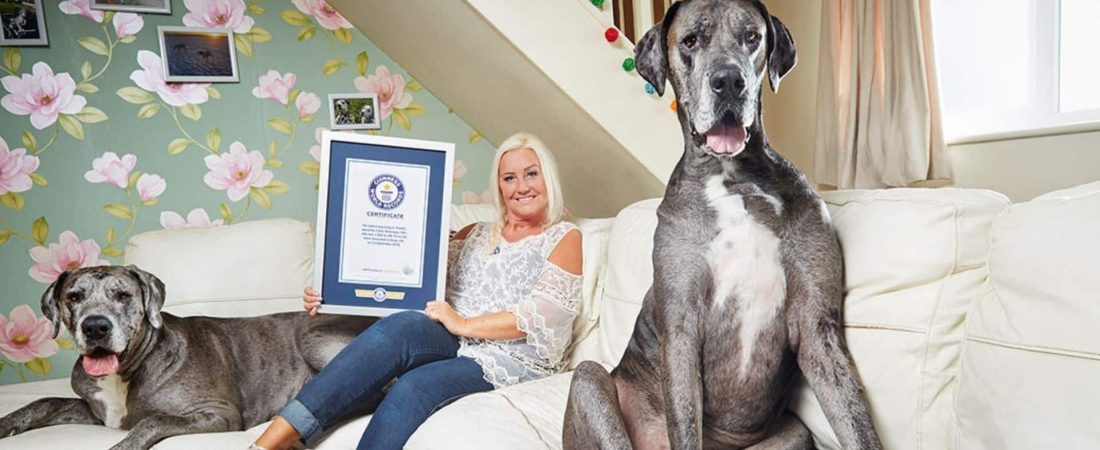 Falleció Freddy, el perro más alto del mundo, a los casi nueve años de edad