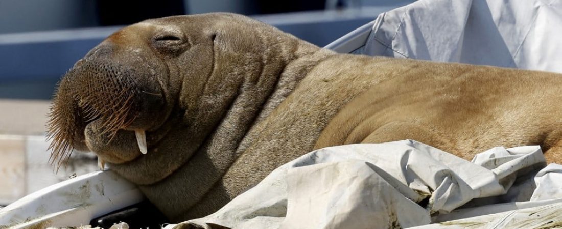 (FILES) This file photo taken on July 19, 2022 shows young female walrus nicknamed Freya resting on a boat in Frognerkilen, Oslo Fjord, Norway. - Freya that attracted crowds while basking in the sun of the Oslo fjord was euthanised, Norway officials said on Sunday, August 14, 2022. "The decision to euthanise was taken on the base of a global evaluation of the persistent threat to human security," the head of Norway's Fisheries Directorate said in a statement. (Photo by Tor Erik Schrøder / NTB / AFP) / Norway OUT