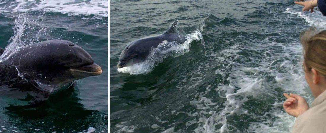 Irlanda: un delfín que solía estar en la costa y acompañar a las personas no aparece hace varios días y genera preocupación