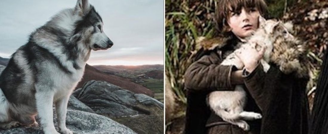 game-of-thrones-wolf-5509