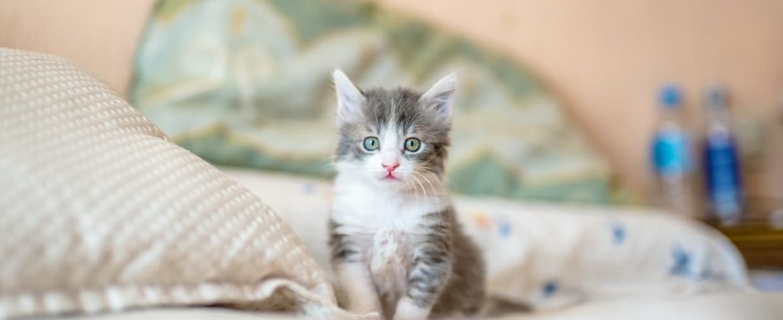 gato