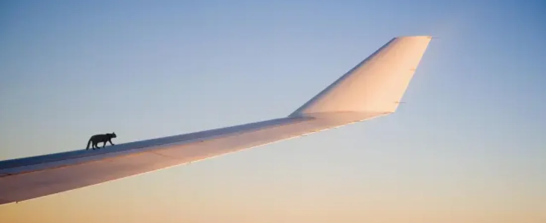 gato-caminando-por-un-ala.r_d.1024-534