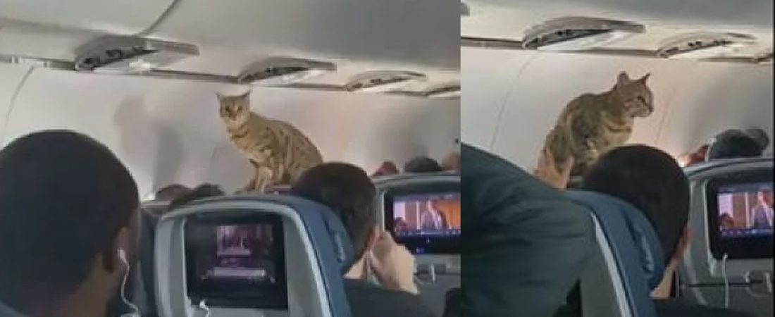 gato en el avion