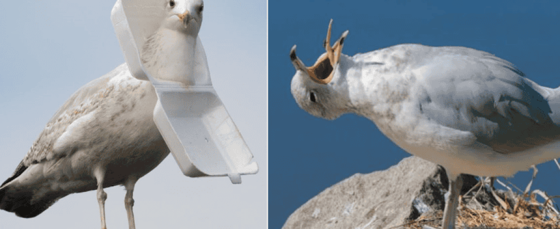 gaviotas.png_957223929