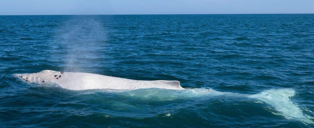 glaciar-ballena-jorobada-blanca-1