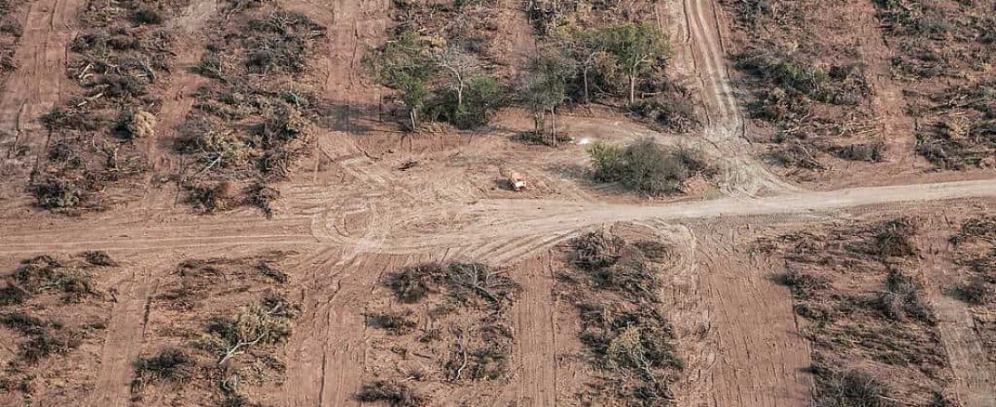 Greenpeace asegura que desde Marzo se deforestaron alrededor de 50000 hectáreas en el norte argentino