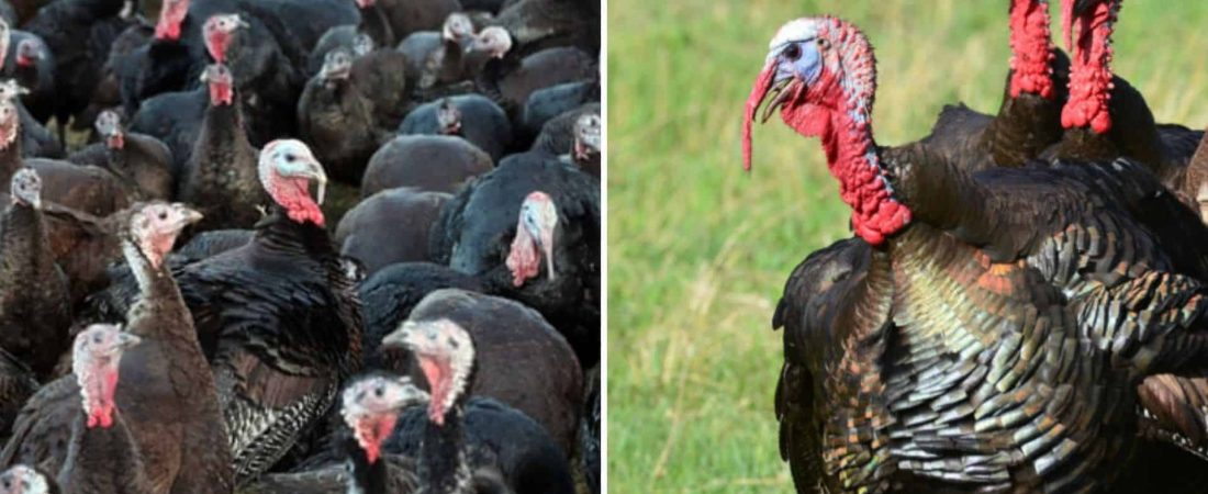 Reino Unido: sacrificarán a unas 10.000 aves como consecuencia de un brote de gripe aviar