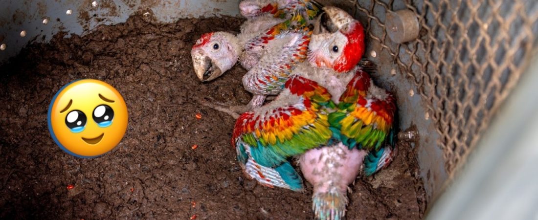 guacamayos tambopata nido