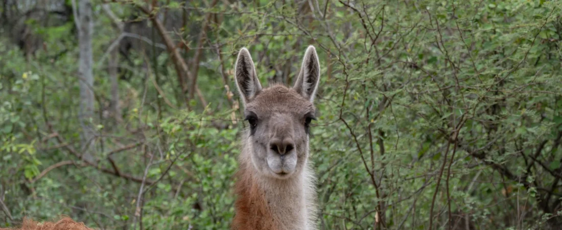 guanaco