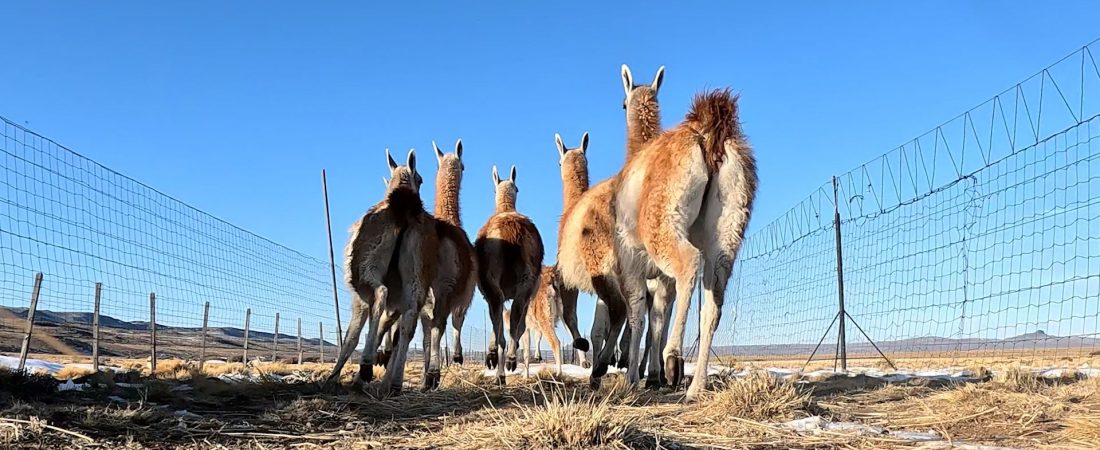 guanacos-trasladados-la-pampa-argentina-2