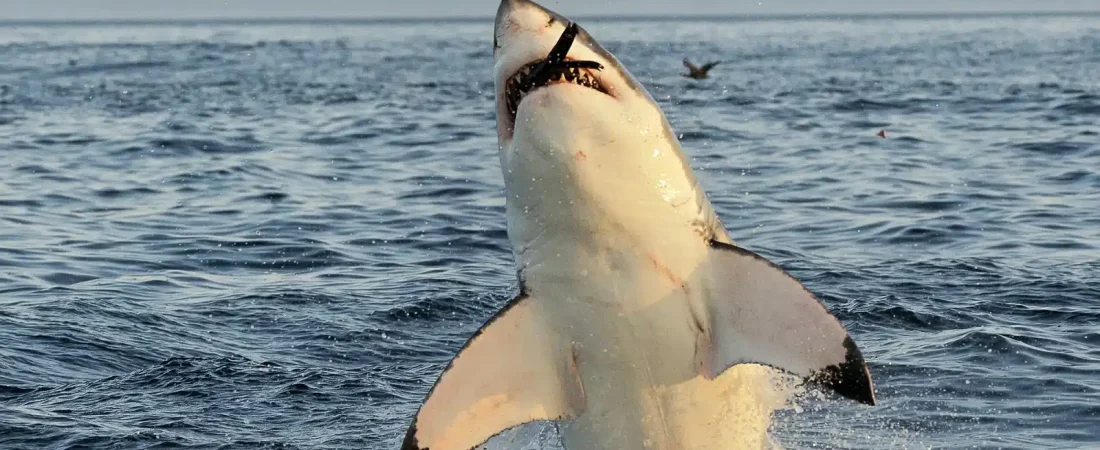 hallazgo-historico-atlantico-tiburon-blanco-gigante-745-reaparece-sorprende-ciencia-marina_97