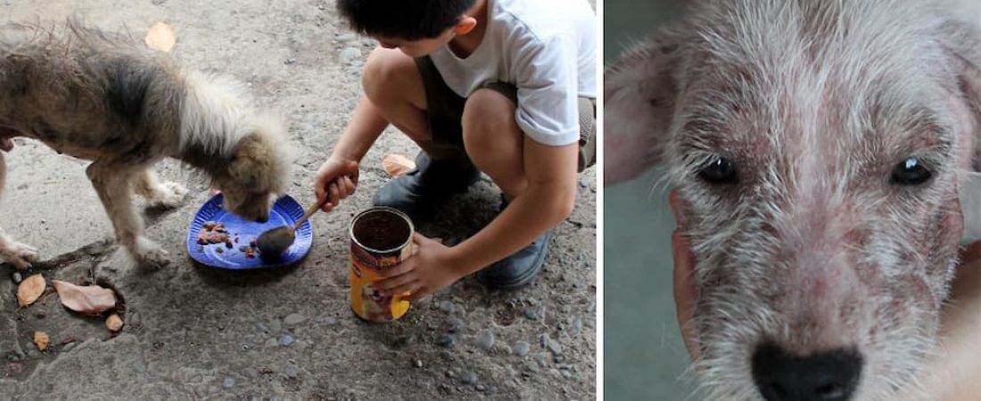 niño le da de comer a animales