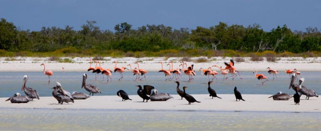 holbox