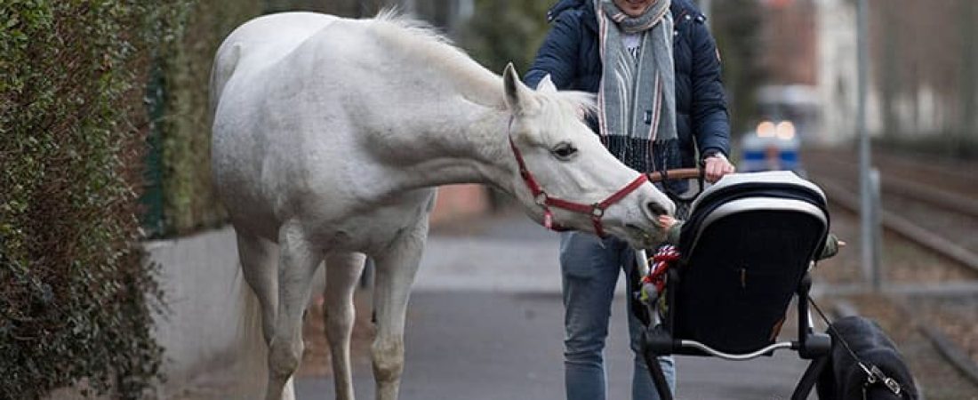 horse-daily-walking-alone-frankfurt-germany-9-5cb82b40d407e__700