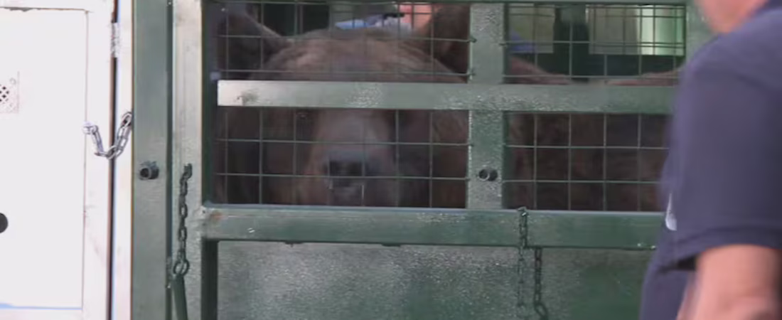 https___thumbs.vodgc.net_1-14-rTznec1771846090166-1771846377