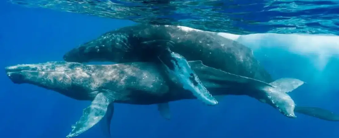 humping-humpbacks-l