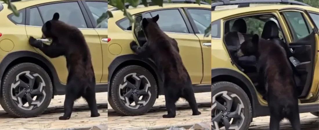 imagen-osos-en-arteaga_1-12624498_20250728211202