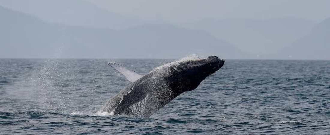 images - 2026-08-23T114357.045