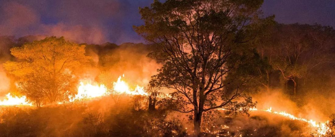 Brasil: el Pantanal atraviesa uno de los peores incendios de la historia y está destruyendo el mayor refugio de jaguares del mundo