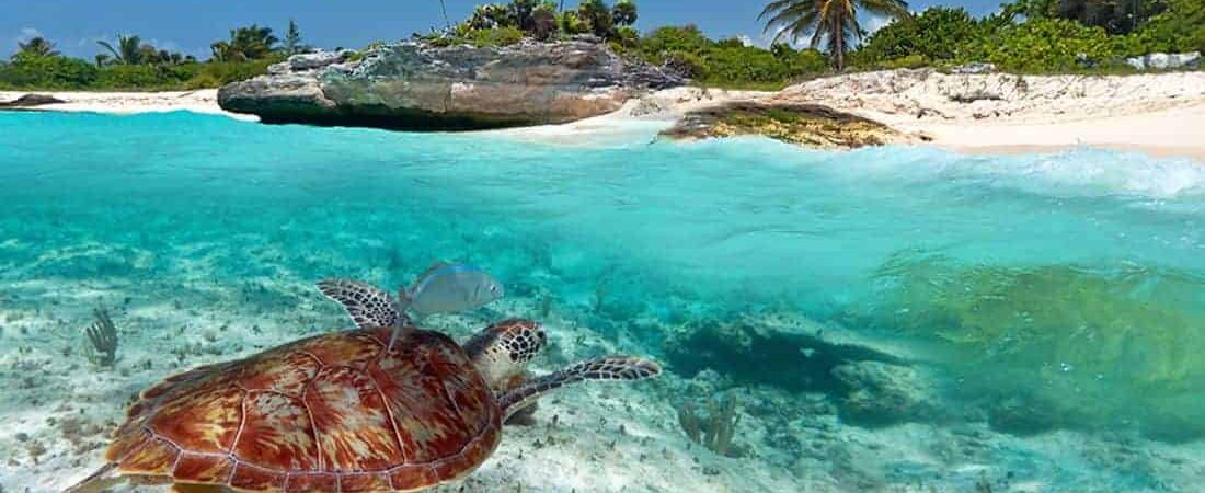 increibles-tortugas-marinas-en-cancun_1100x619