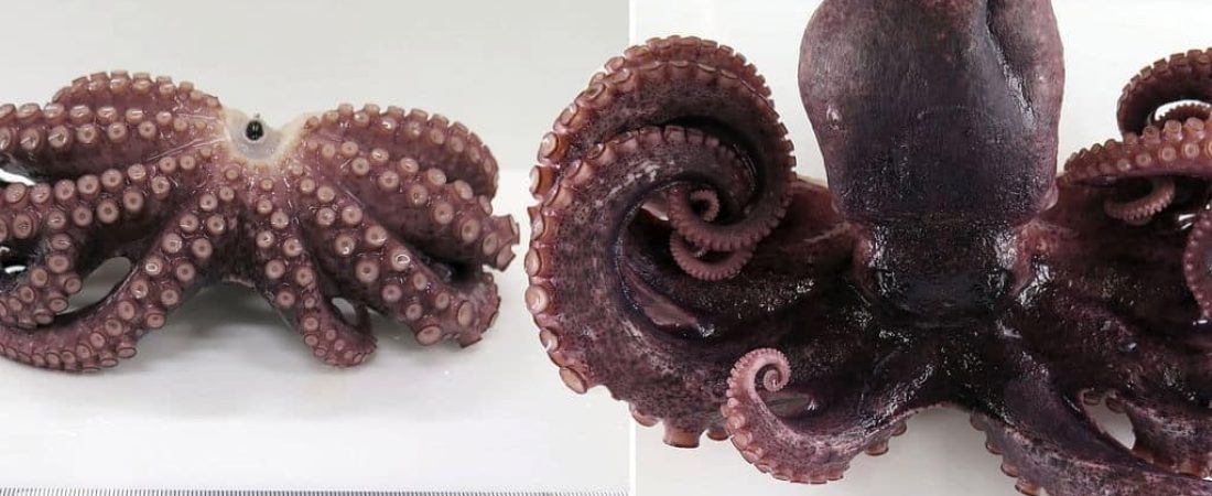 pulpo