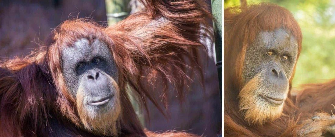 Falleció la orangután más longeva del mundo a los 61 años