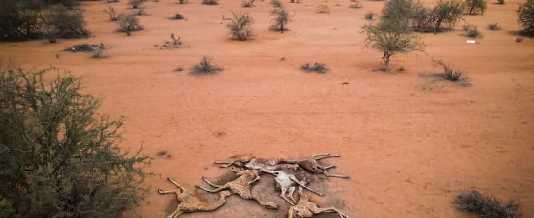 NAIROBI, KENYA - [DATE]: The bodies six giraffes lie on the outskirts of Eyrib village in Wajir county on December 10, 2021 in Kenya. The giraffes, weak from lack of food and water, died after they got stuck in mud as they tired to drink from a nearly dried up reservoir nearby. They were moved to this location to prevent contamination of the reservoir water. A prolonged drought in the country's north east has created food and water shortages, pushing pastoralist communities and their livestock to the brink. The area has received less than a third of normal rainfall since September. (Photo by Ed Ram/Getty Images)