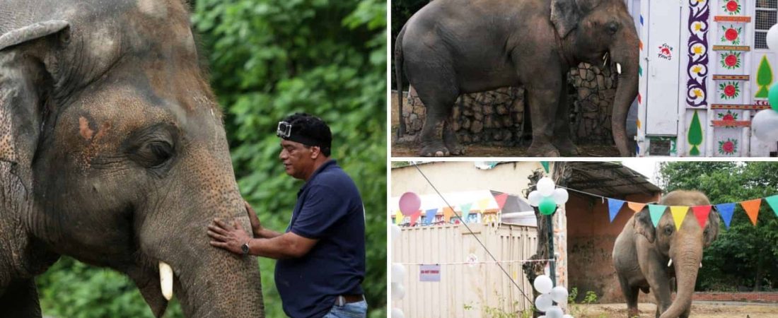 Kaavan, el 'elefante más solitario del mundo' ya está listo para vivir en el santuario de Camboya