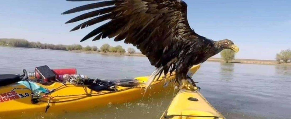 Kayakistas salvaron a unas extrañas águilas que se estaban ahogando en el río Danubio