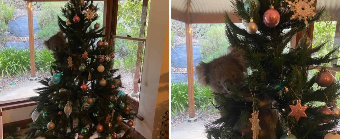 Australia: una familia encontró a una koala en su árbol de navidad