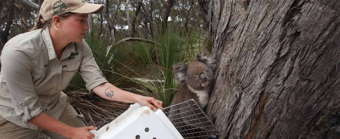 koala