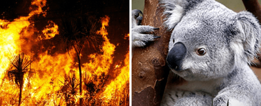 koalas-australian-fires-740x410