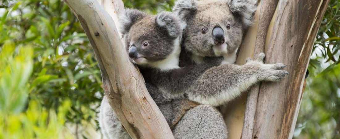 koalas