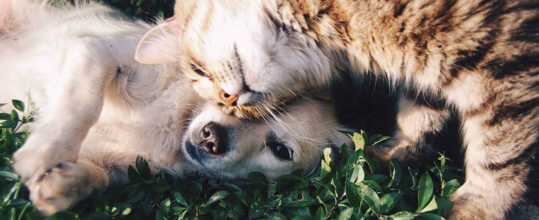 Hotel de lujo para perros y gatos