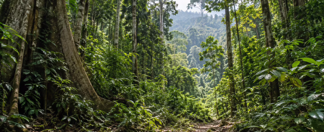 la-actriz-comenzo-a-trabajar-en-la-recuperacion-de-un-bosque-de-camboya-imagen-ilustrativa-generada-con-ia-4I4FXWOLRNFTRLEBGATSGMLX44