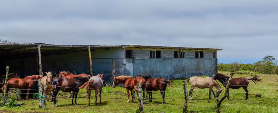la-experiencia-es-para-mayores-de-21-anos-y-requiere-quedarse-por-lo-menos-un-mes-foto-galapagos-horse-and-friends-FC2IOSTUNZC6LLFPOMDNN55V7E