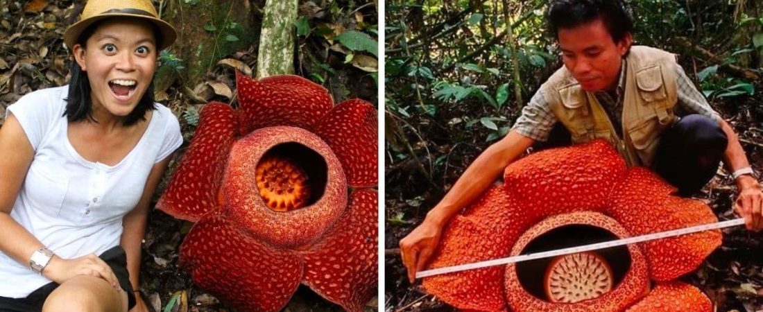 la flor más grande del mundo