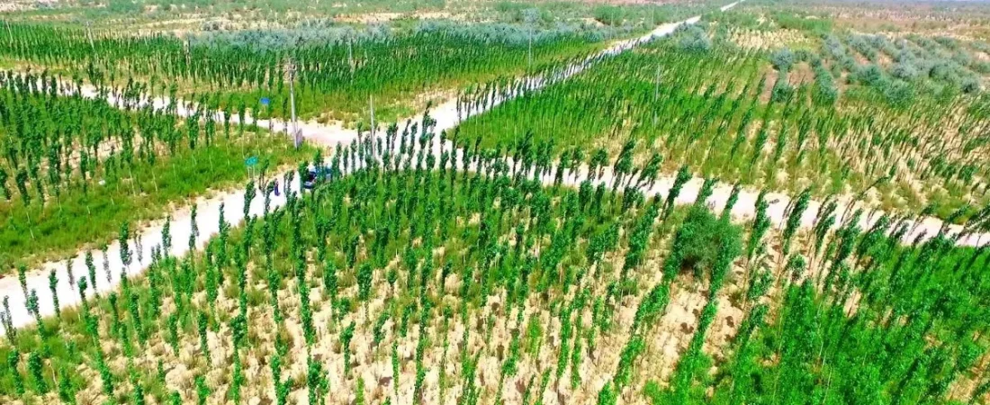 la-gran-muralla-verde