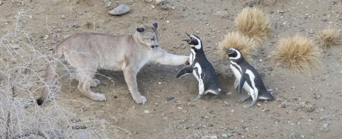 la-nueva-lucha-la-patagonia-pumas-vs-pinguinos (1)